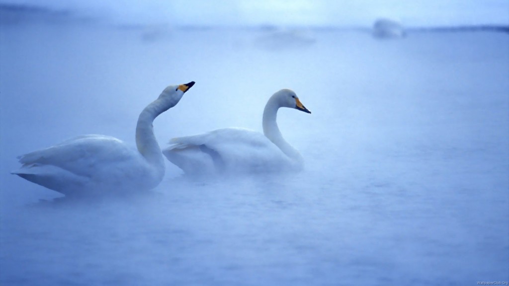 HD-Lovely-Duck-Wallpaper